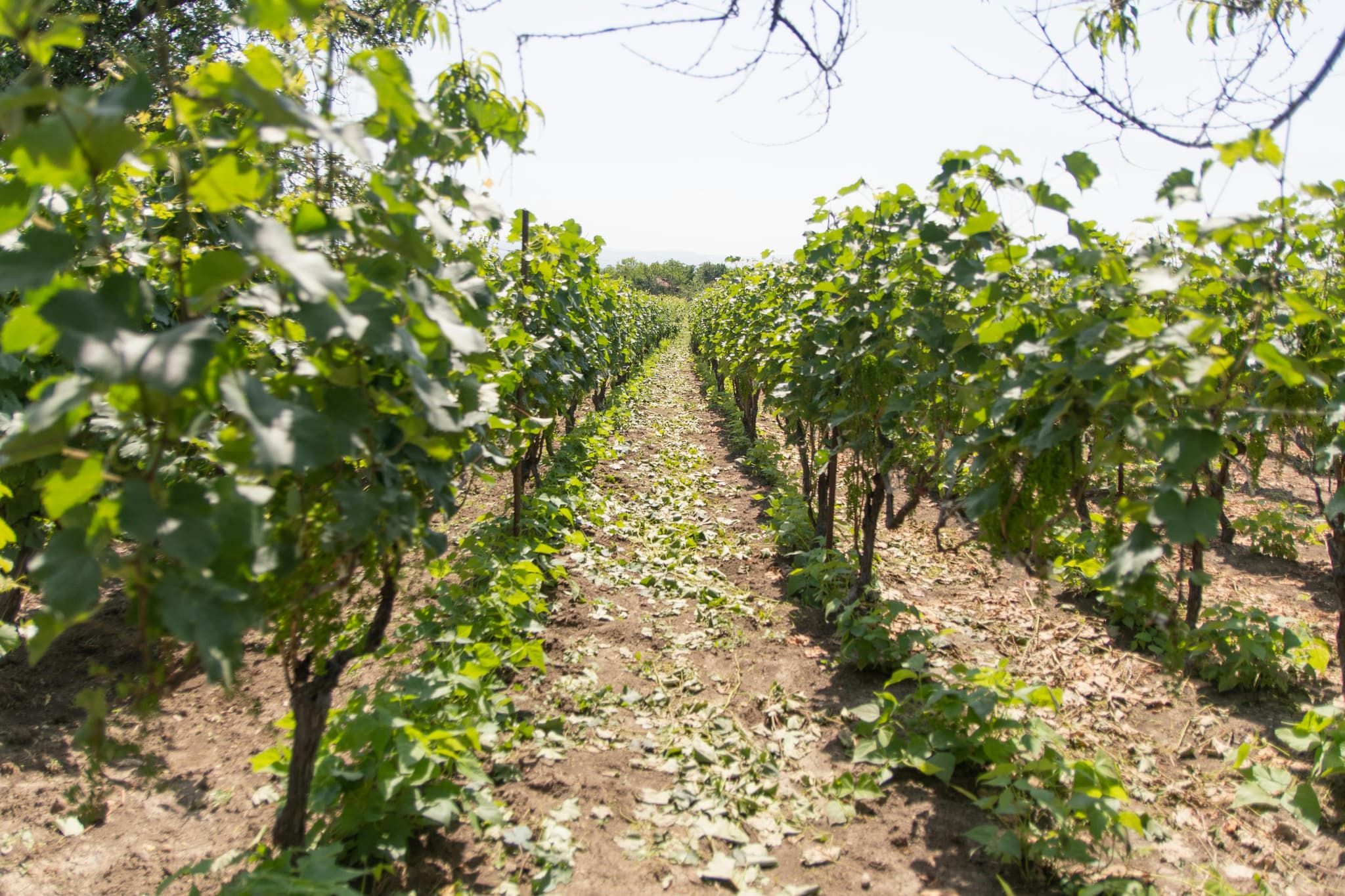 Winery Sacramento Guide: Must-Visit Spots for Wine Enthusiasts