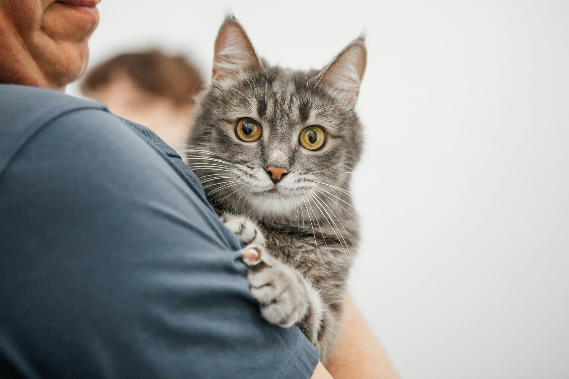 Maine Coon Cats for Sale Sacramento – Family-Raised Maine Coons