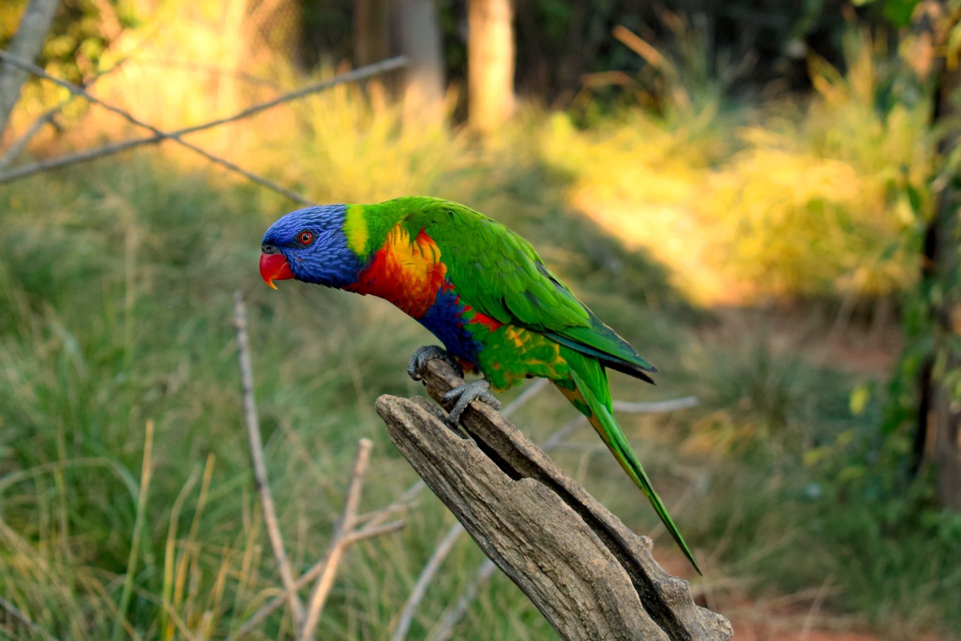 Parrots for Sale – Exotic Birds Guaranteed by Amazing Birds Farm