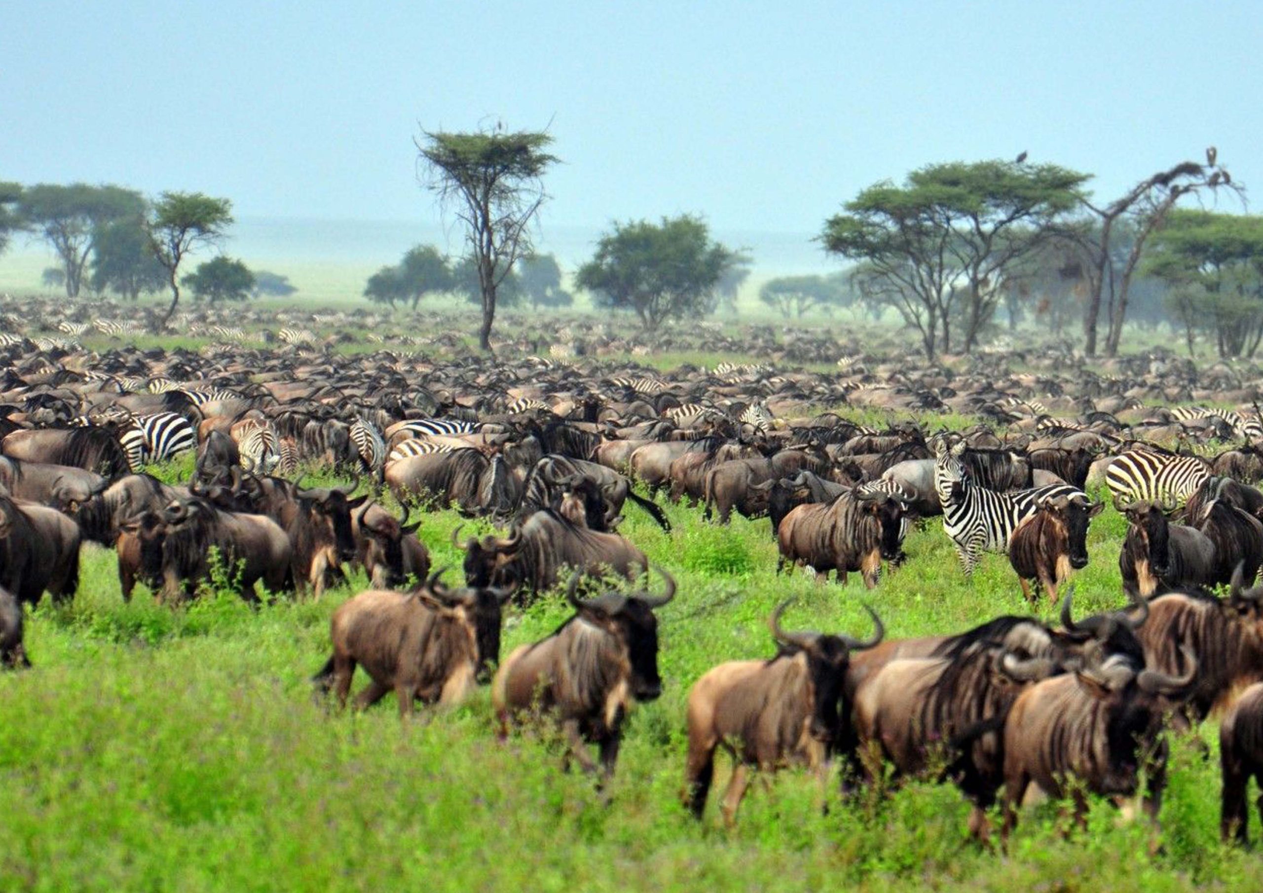 Explore East Africa on a Kenya Tanzania Safari: Maasai Mara to Serengeti