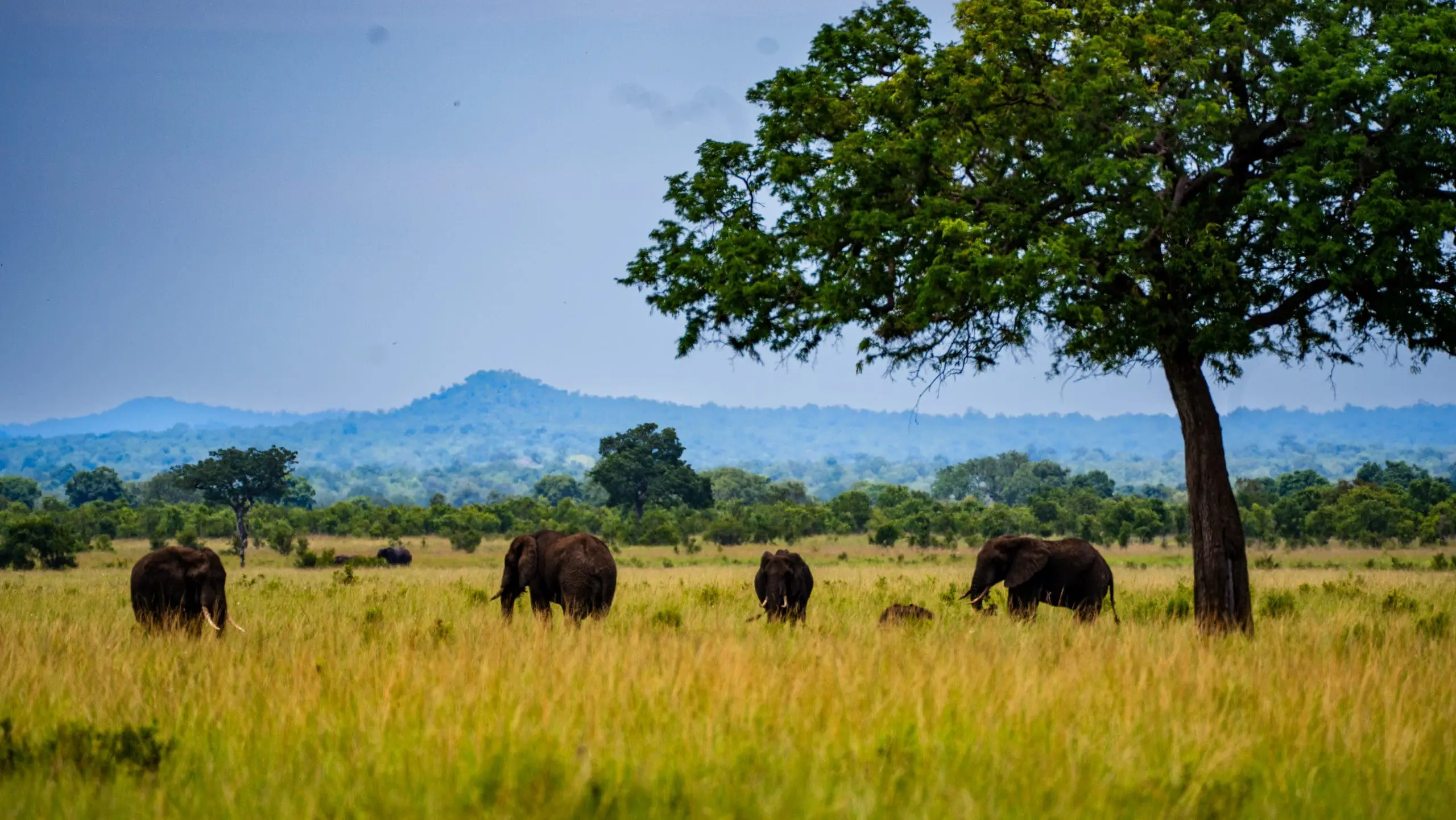 How to Choose the Right Mikumi National Park Tanzania Safari for You