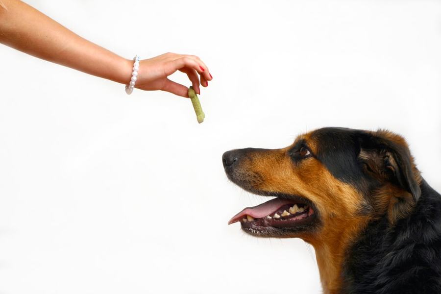 Unlock Your Dog’s Potential with Nose Work Training