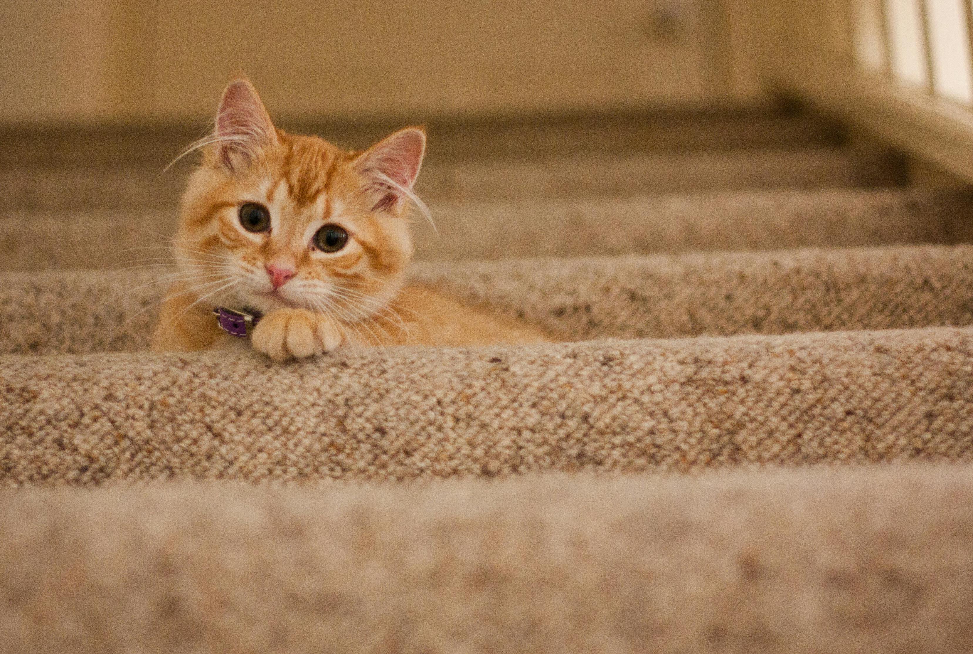Maine Coon Kittens for Sale California: Home-Raised at Amore Cattery