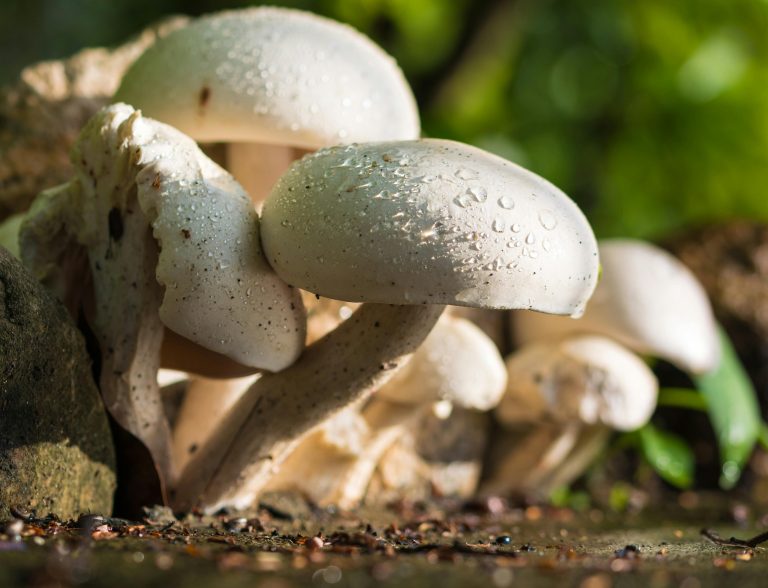 THE SCIENCE OF MUSHROOMS: NUTRITION, TEXTURE, AND TASTE